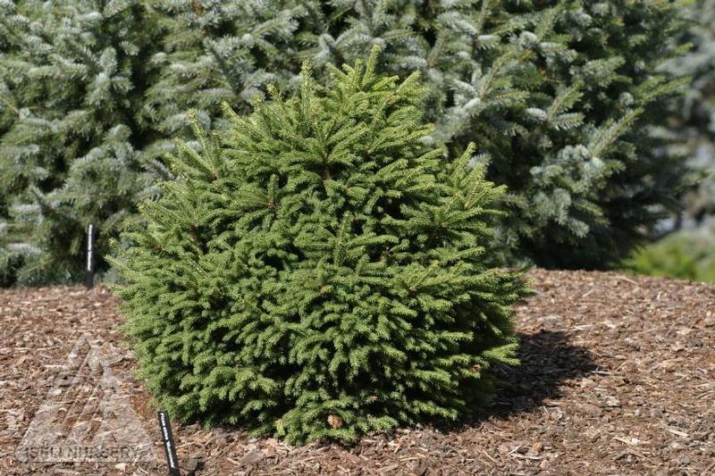 Picea abies Mucronata