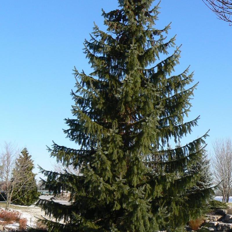 Picea omorika 