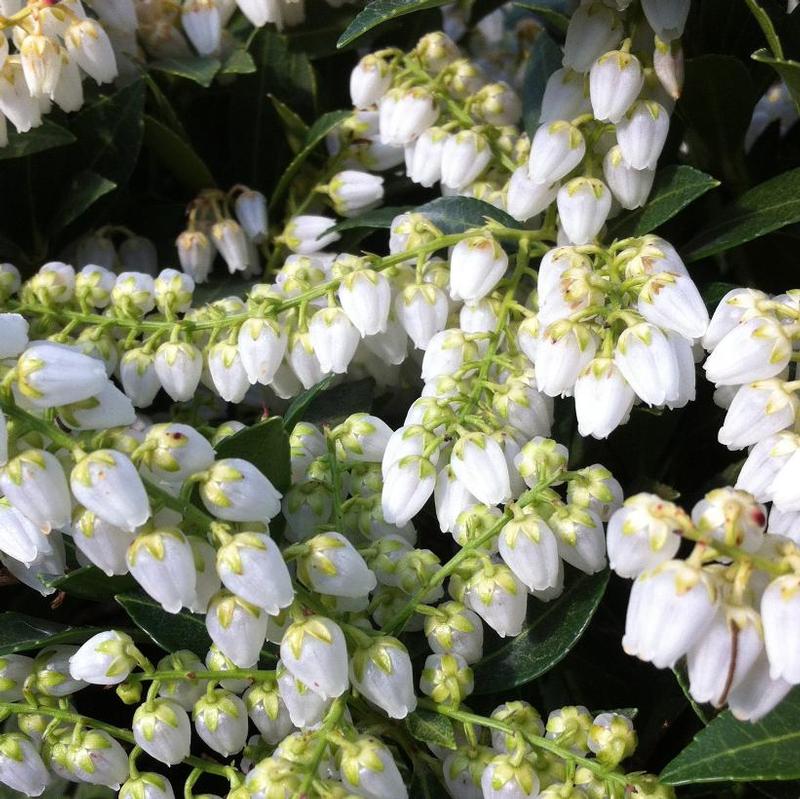 Pieris japonica Cavatine