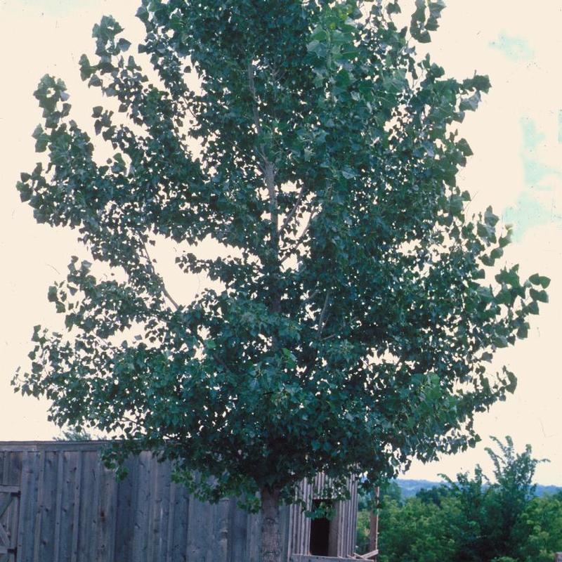 Populus grandidentata 