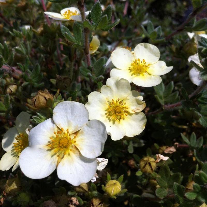 Potentilla fruticosa Primrose Beauty