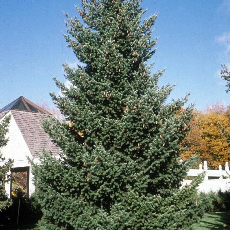 Pseudotsuga menziesii var. glauca 