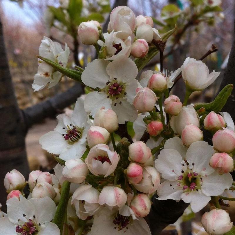 Pyrus calleryana Bradford