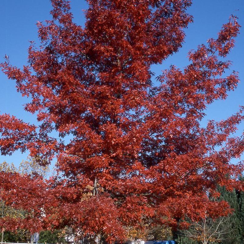 Quercus coccinea 