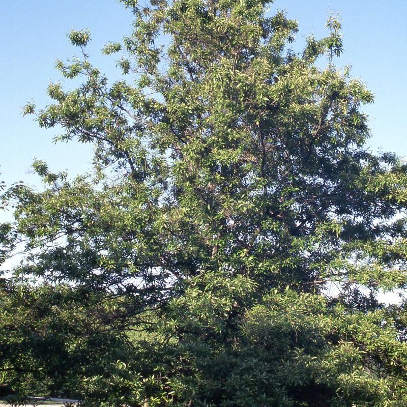 Quercus imbricaria 