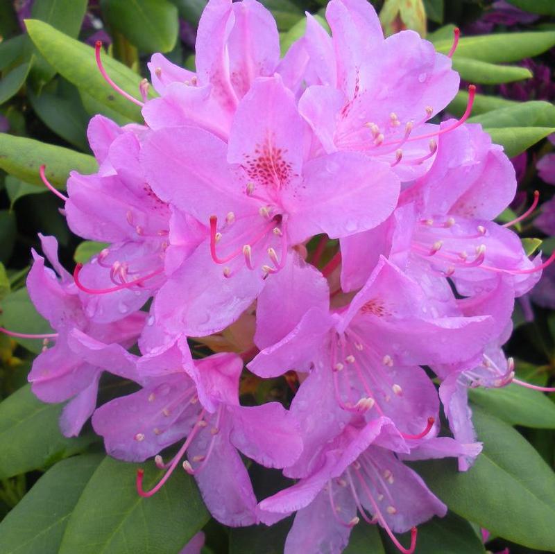 Rhododendron English Roseum