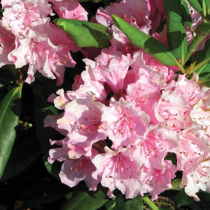 Rhododendron Helsinki University