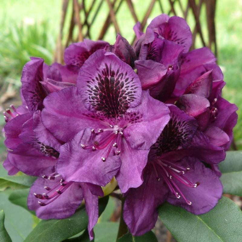 Rhododendron Lee's Dark Purple