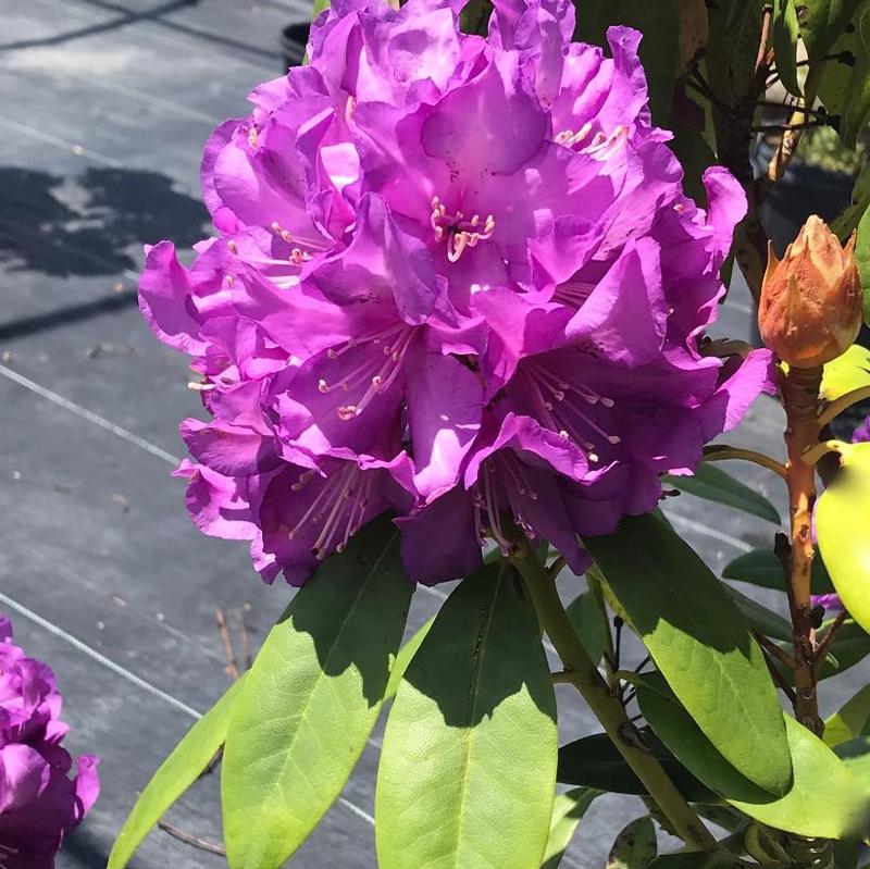 Rhododendron Purple Passion