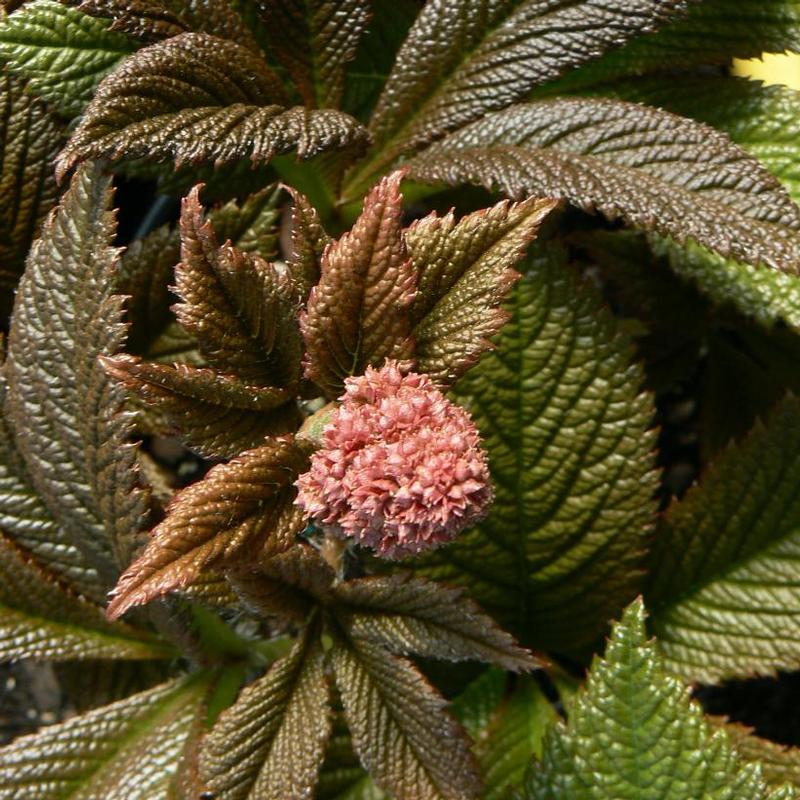 Rodgersia pinnata Fireworks