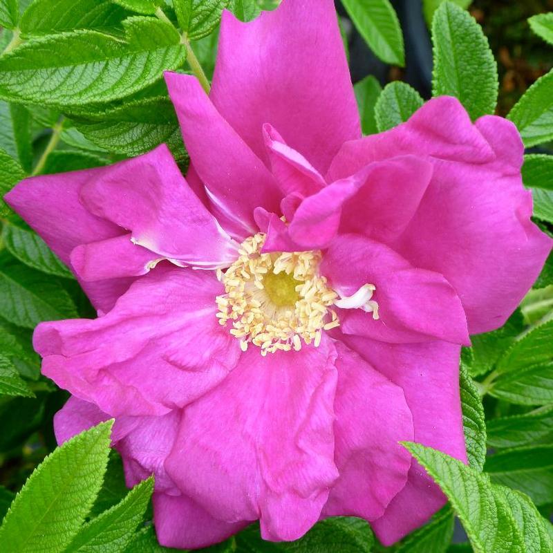 Rosa Pavement Rotesmeer