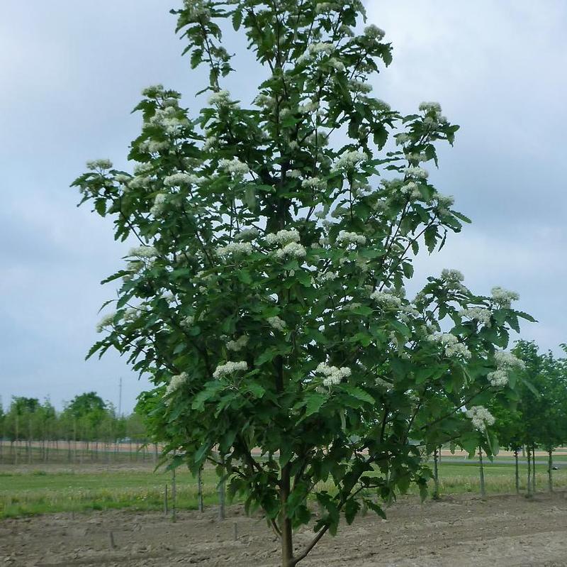 Sorbus thuringiaca Fastigiata