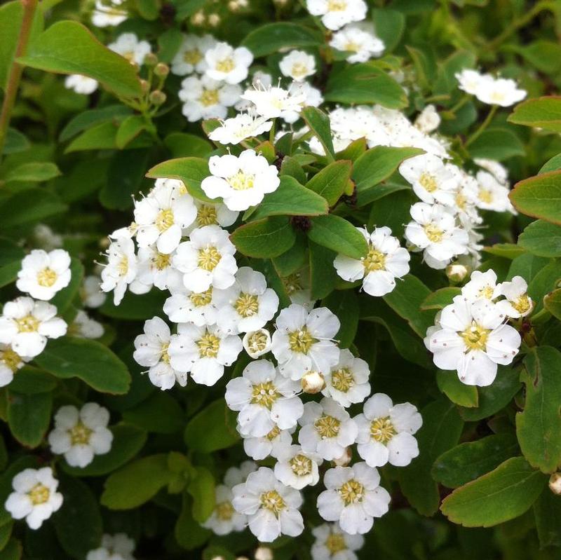 Spiraea nipponica Halward's Silver