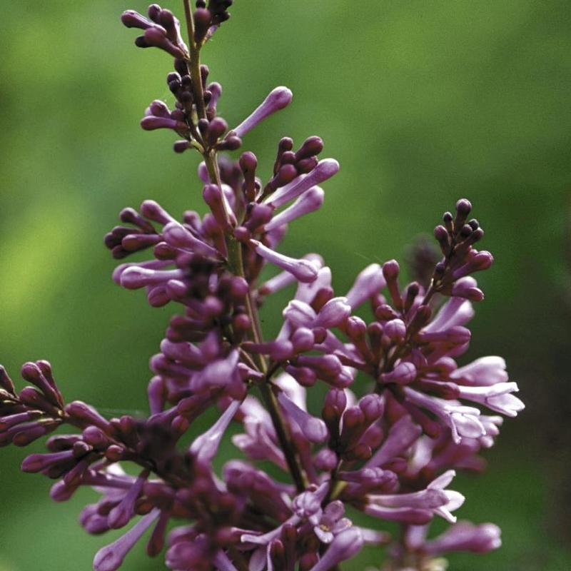 Syringa x prestoniae Preston Lilac Donald Wyman