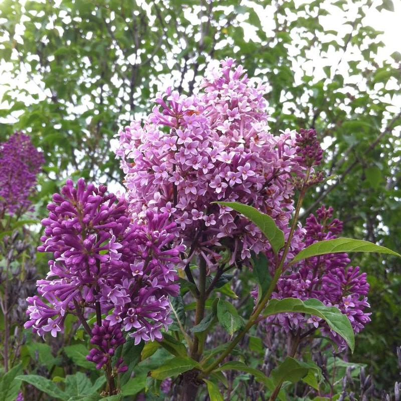 Syringa x prestoniae Preston Lilac Minuet