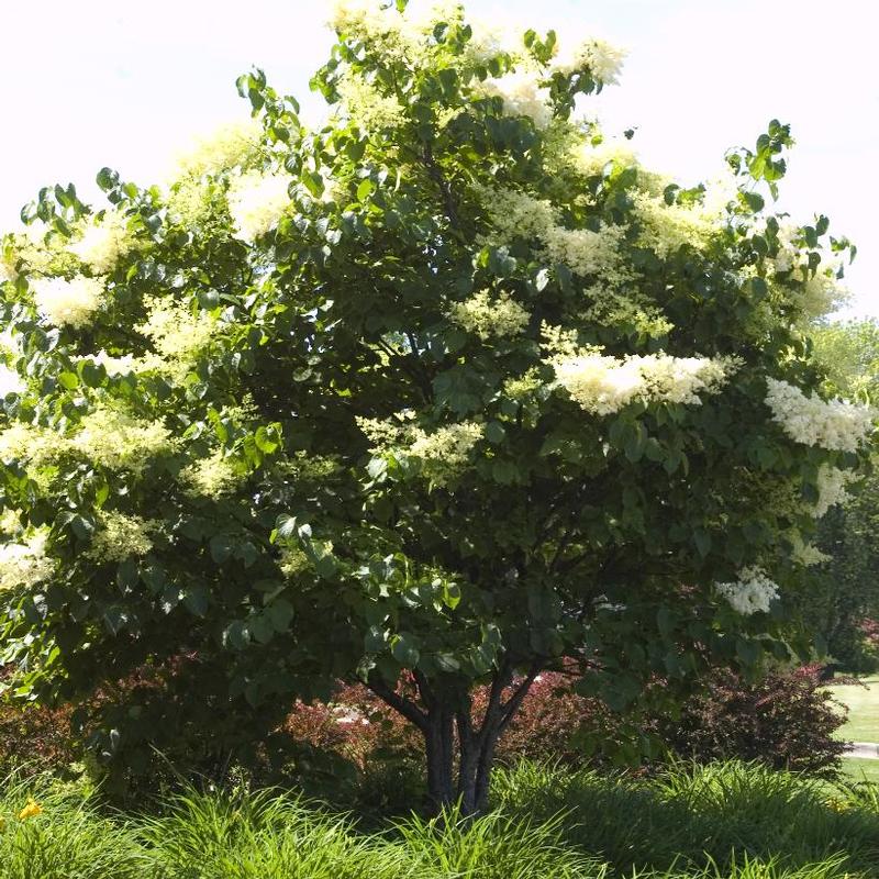 Syringa reticulata 