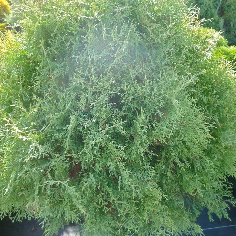 Thuja occidentalis Sherwood Moss