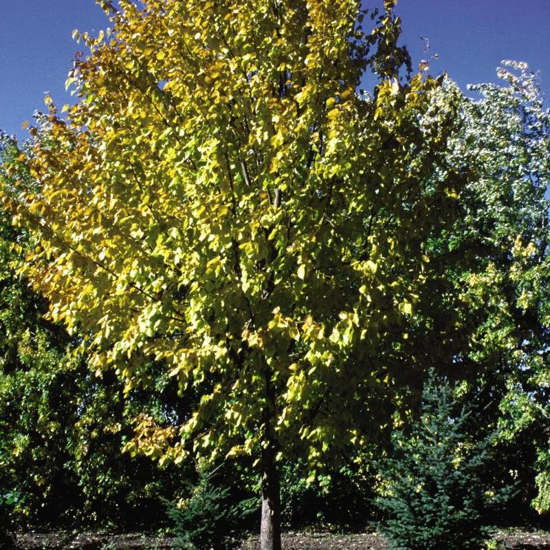 Tilia x Harvest Gold