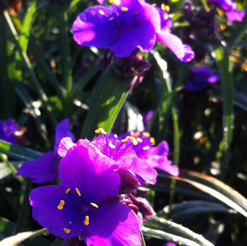 Tradescantia x Concord Grape