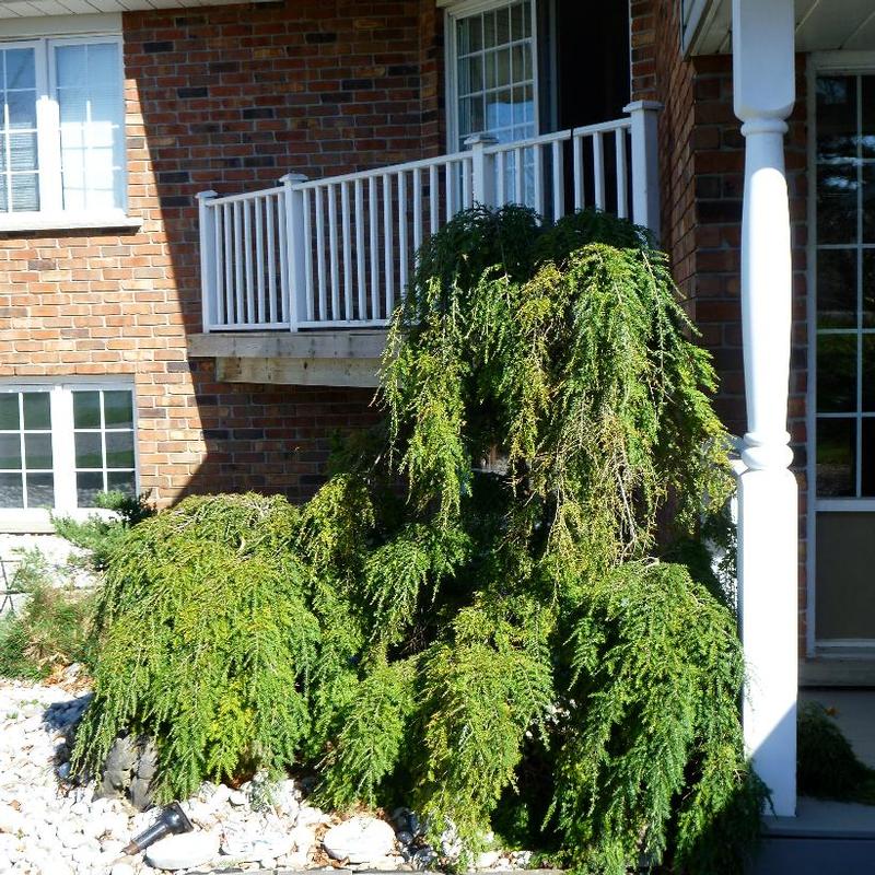 Tsuga canadensis Pendula