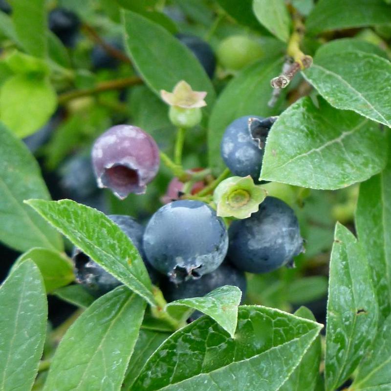 Vaccinium angustifolium 