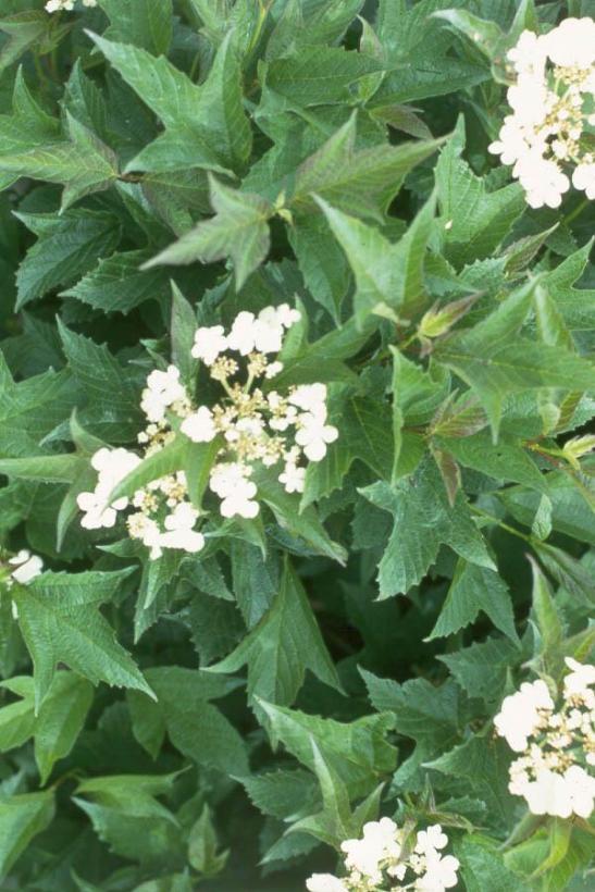 Viburnum trilobum Compactum