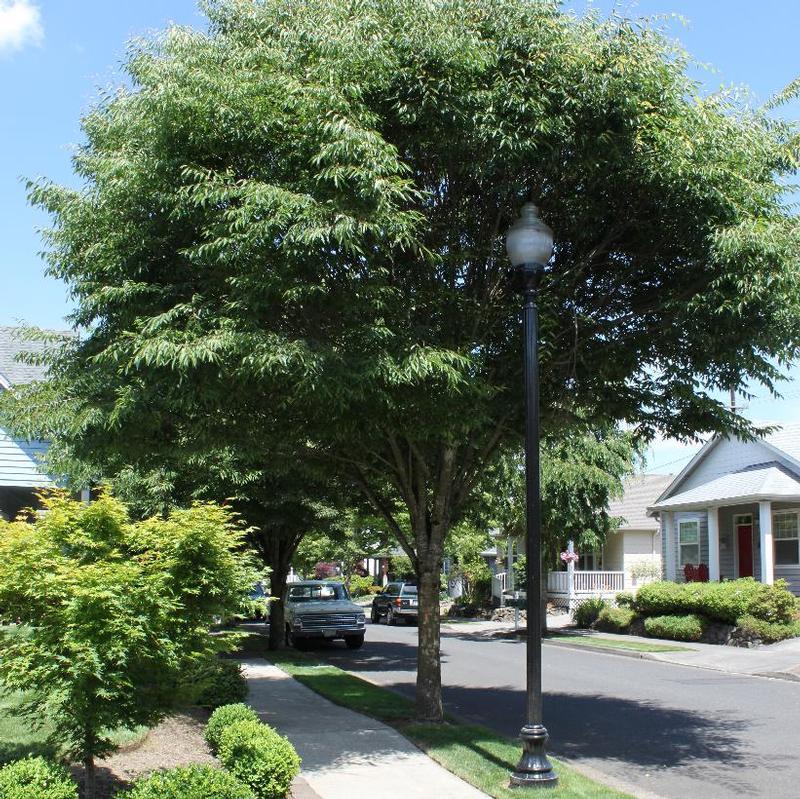 Zelkova serrata Green Vase