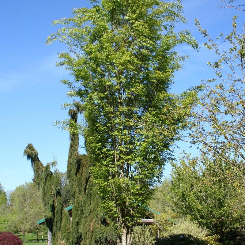 Zelkova serrata Musashino