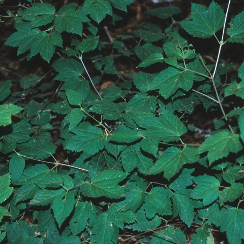 Viburnum acerifolium 