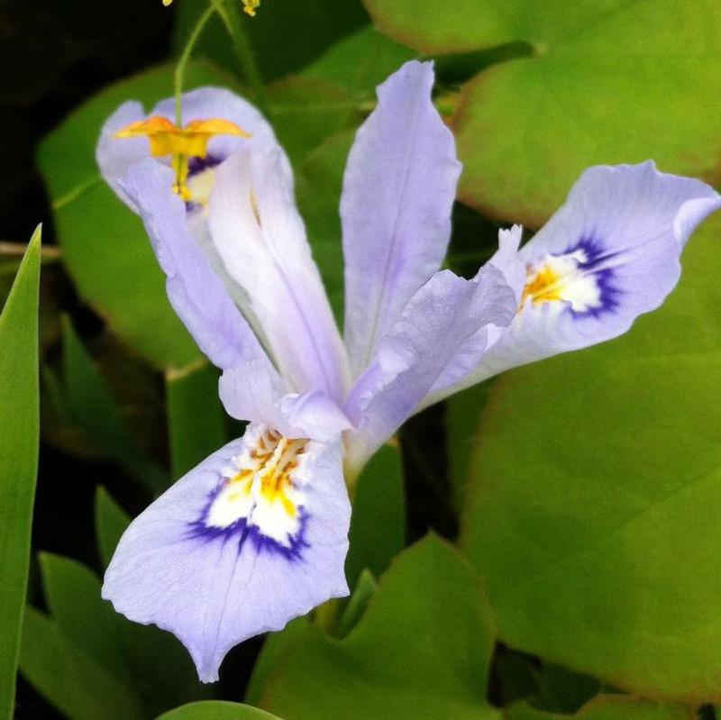 Iris cristata Powder Blue Giant