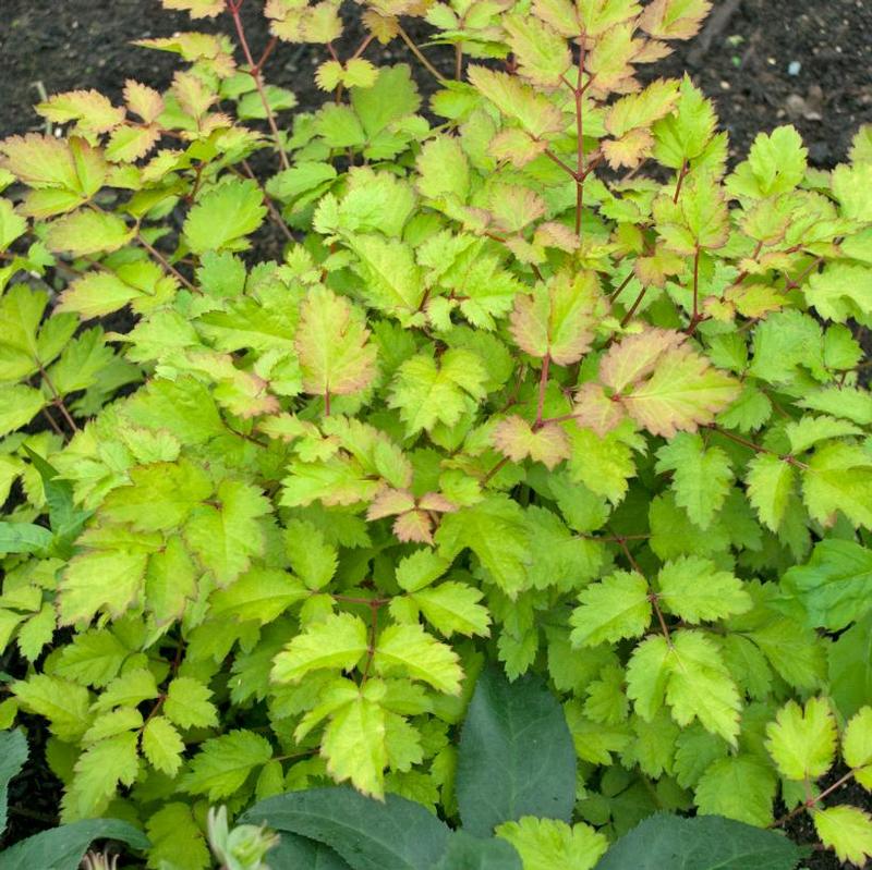 Astilbe x Amber Moon