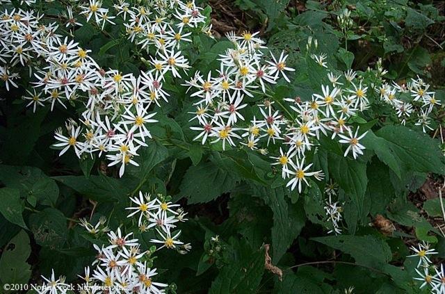 Aster divaricatus 