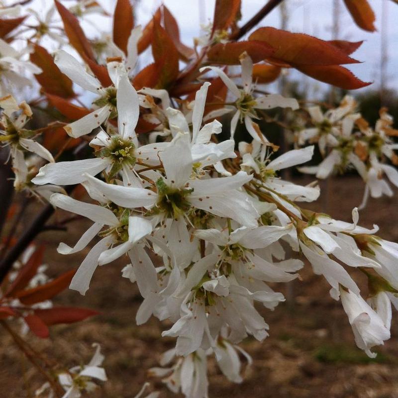 Amelanchier laevis JFS-Arb