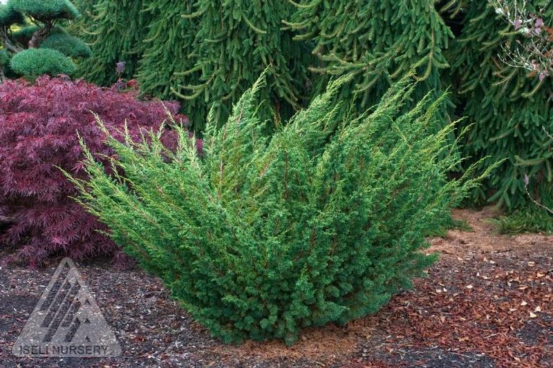 Juniperus chinensis Shimpaku