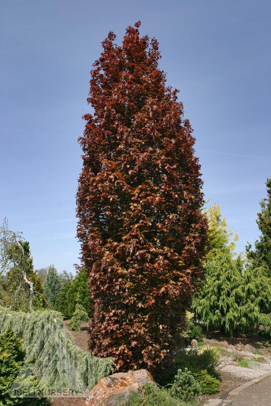 Fagus sylvatica Red Obelisk