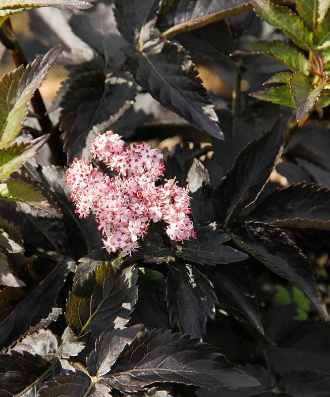 Sambucus nigra Eiffel 1