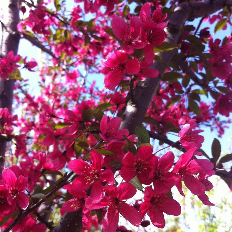 Malus Prairifire