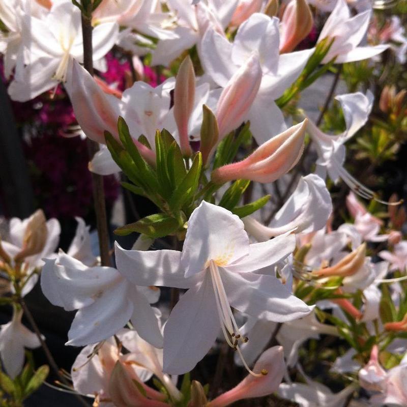 Azalea Lights White Lights