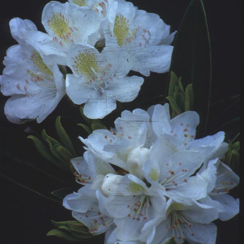 Rhododendron Chionoides