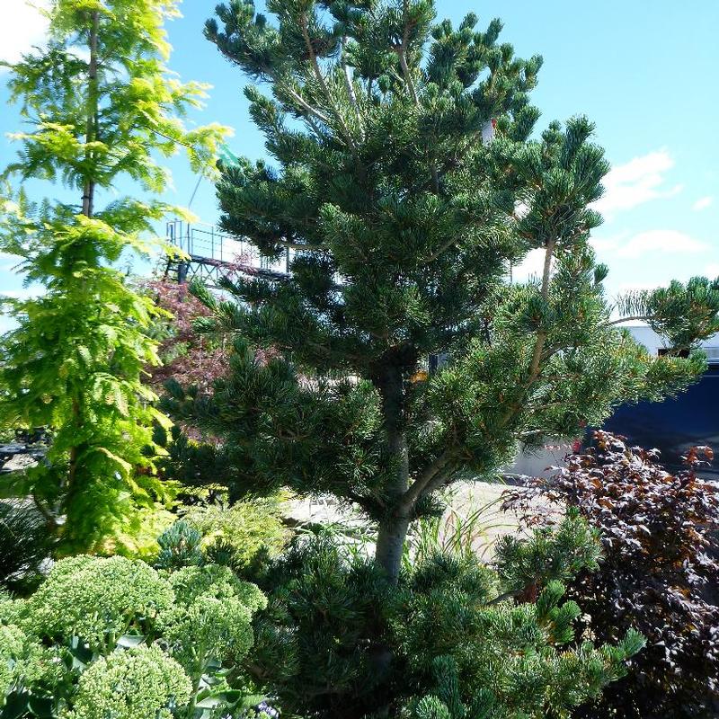 Pinus parviflora Glauca