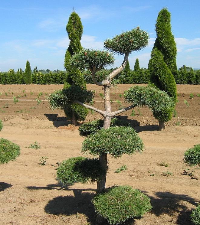 Pinus sylvestris Poodle Pine