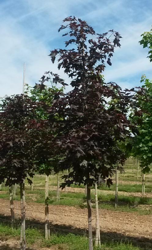 Acer truncatum x platanoides JFS-KW202