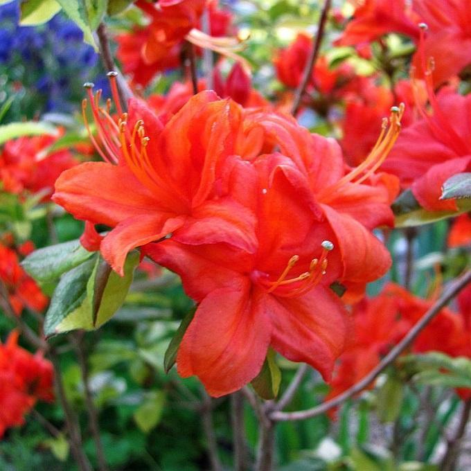 Azalea Fireball