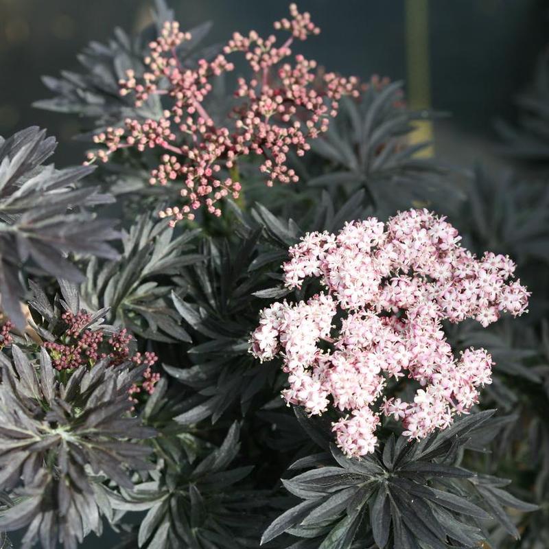 Sambucus nigra SNR1292