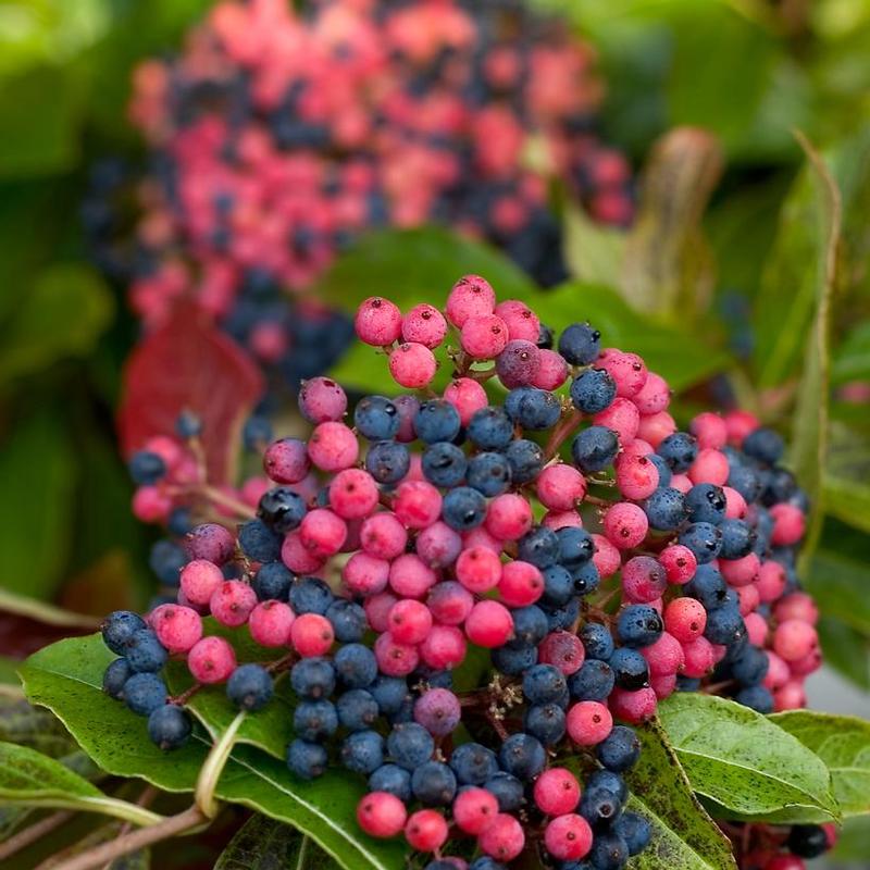 Viburnum nudum Bulk