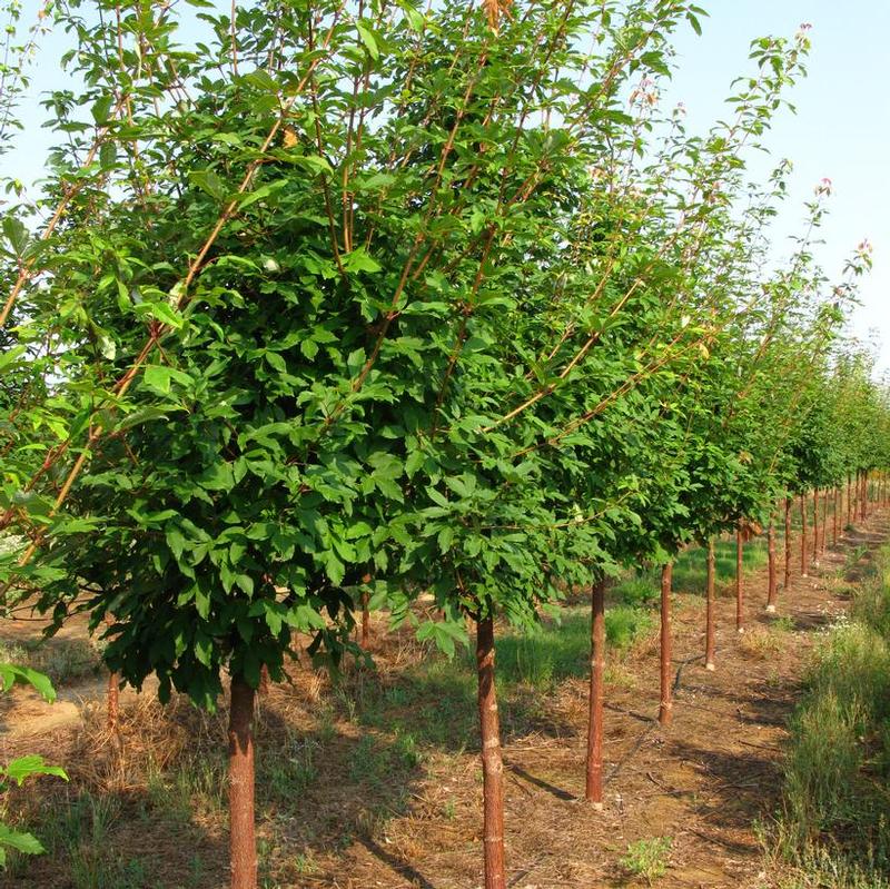 Acer griseum x maximowiczianum Molly Fordham