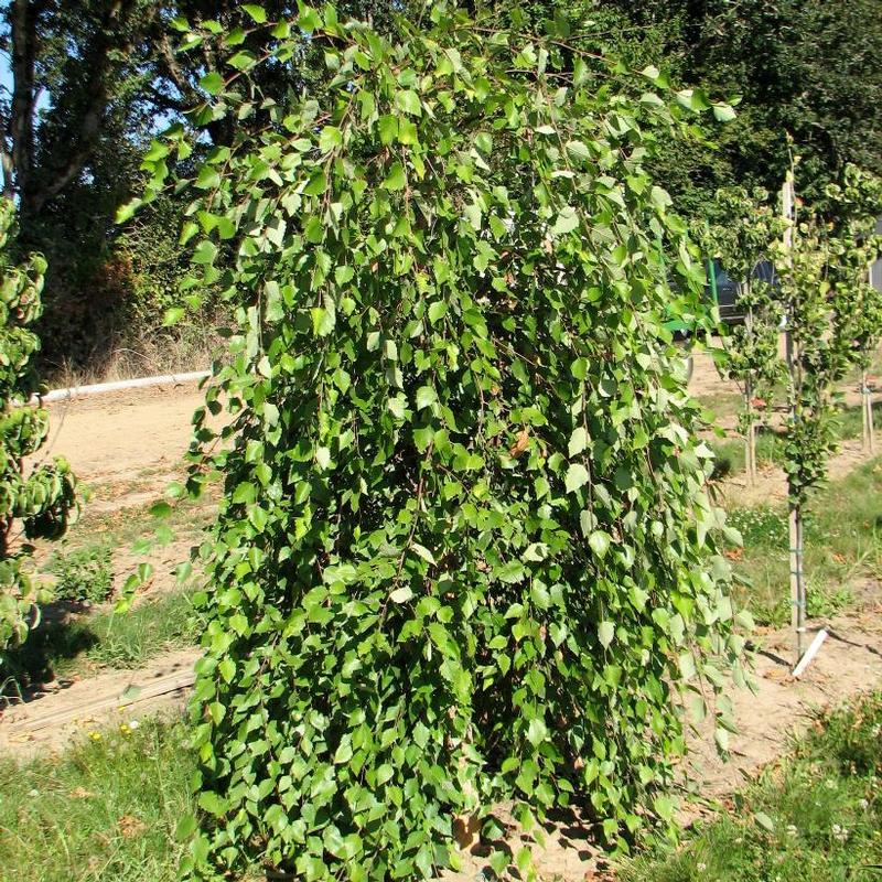 Betula nigra Summer Cascade