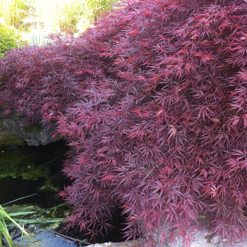 Acer palmatum dissectum Crimson Queen