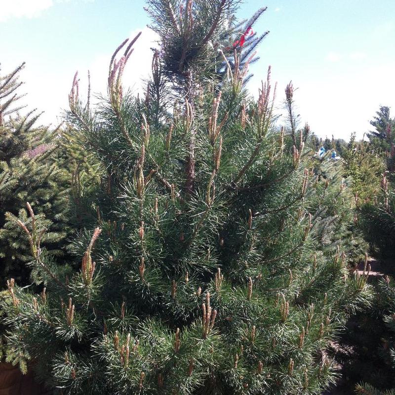 Pinus sylvestris 