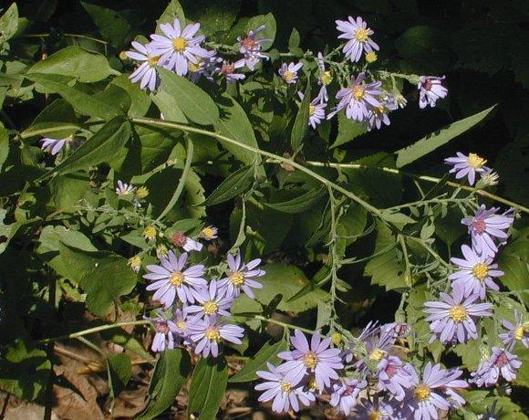 Aster shortii 